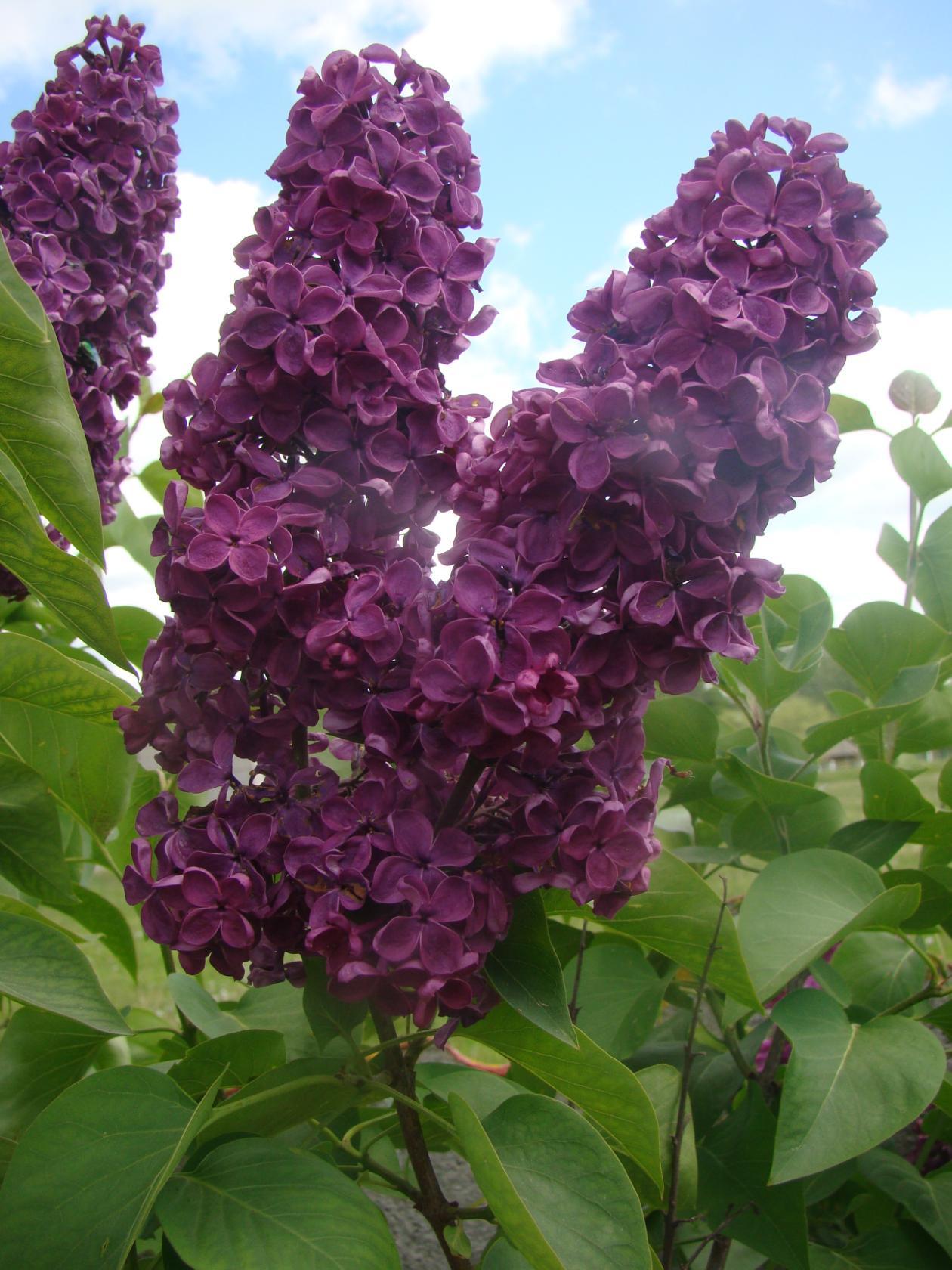 Сирень темно-бордовая - 2