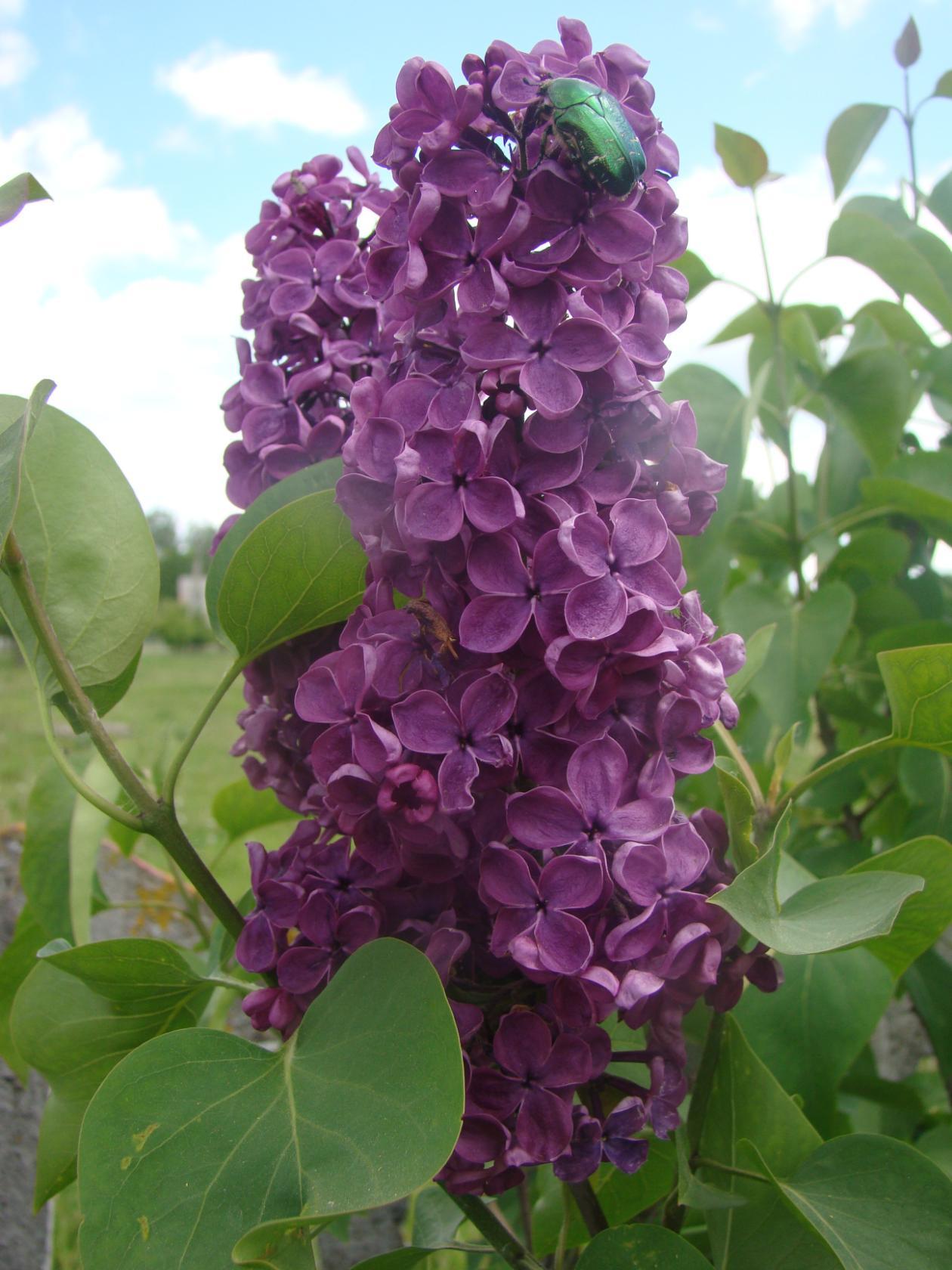 Сирень темно-бордовая - 3