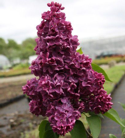 Сирень темно-бордовая - 4