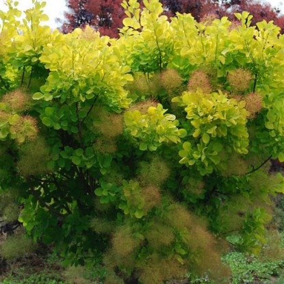 Скумпия Голден Спирит