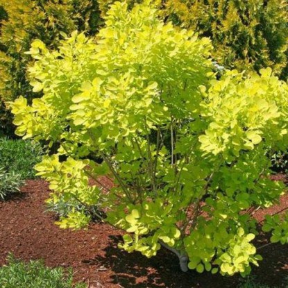 Скумпия Голден Спирит - 2