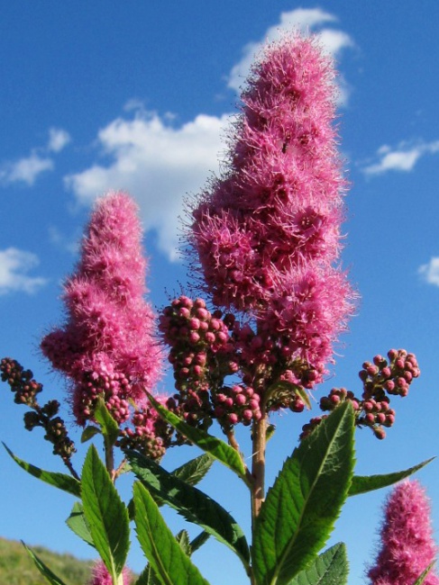 Спирея ивалистная - 1