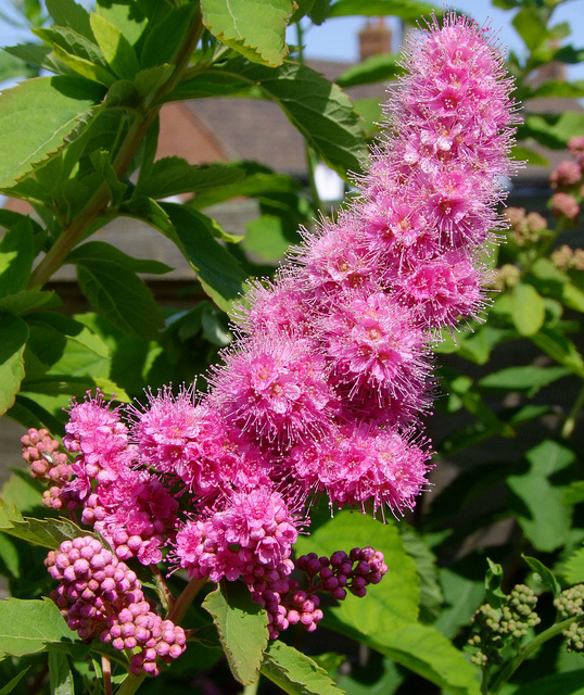 Спирея ивалистная