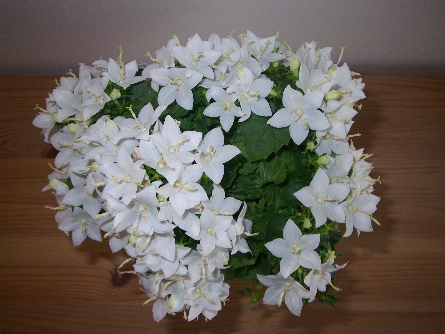 Кампанула Альба-3